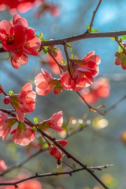 Bill Quince Blossom Bloom  - Couleur / Pixabay
