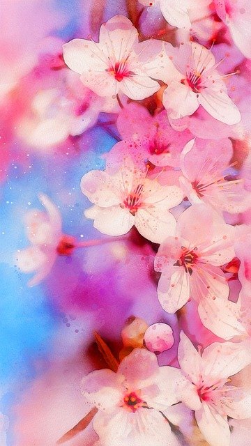Flower Plant Peach Blossom  - zjmjeo / Pixabay