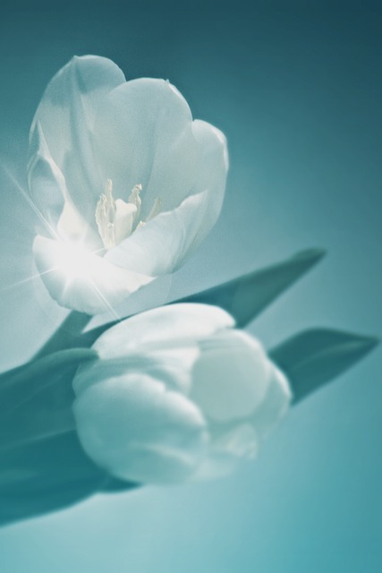Flower Tulip Plant Cut Flower  - vargazs / Pixabay