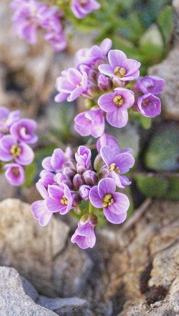 Flowers Pink Purple Stones  - mariellasigg / Pixabay