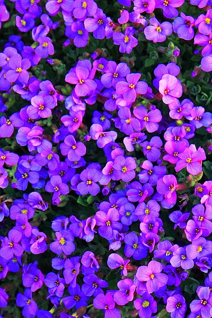 Flowers Violet Embroidery Spring  - Mylene2401 / Pixabay