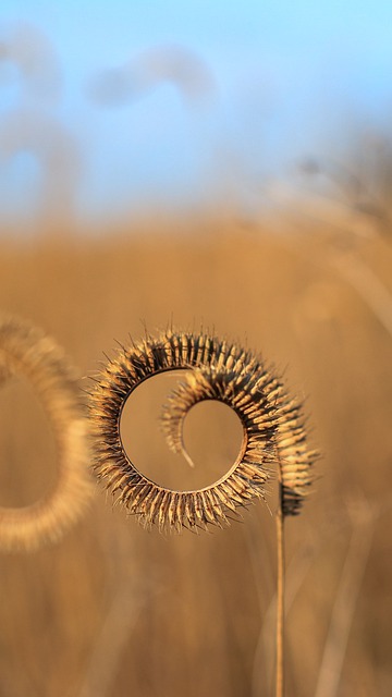 Plant Grass Spiral Field Nature  - Lory963 / Pixabay