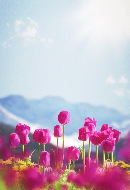 Spring Flowers Tulips  - Pezibear / Pixabay