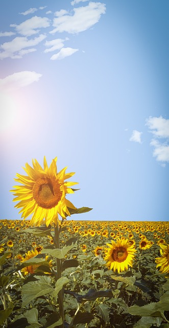 Sunflower Field Sky Phone Wallpaper  - Pezibear / Pixabay