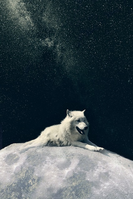 Wolf Dog Moon Phone Wallpaper  - Gruu / Pixabay